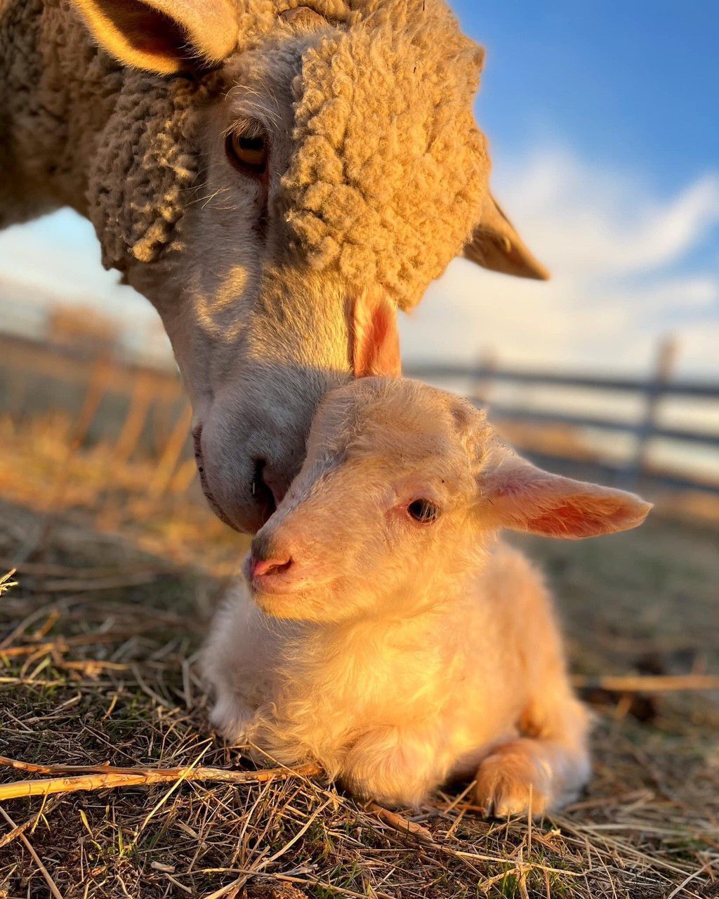 Sheep